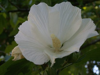 Witte-hibiscus-Hibiscus_syriacus-totus-alba.