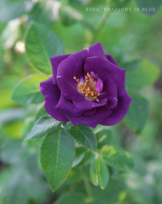 maaien Tot ziens Dezelfde Geurende dieppaarse roos - Rosa Rhapsody in Blue - Leven Na het Leven